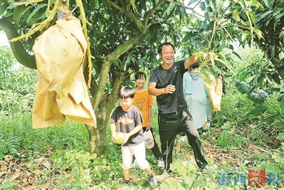 芒果大如木瓜、荔枝没有果核 市民暑期体验采摘乐趣