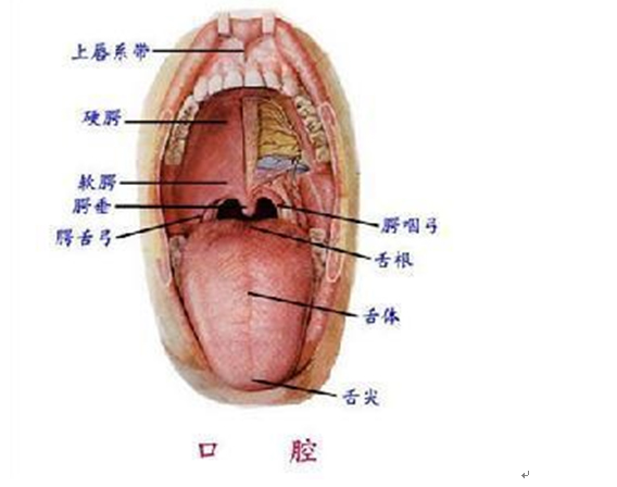 裂纹多少深浅，反映血衰之甚微