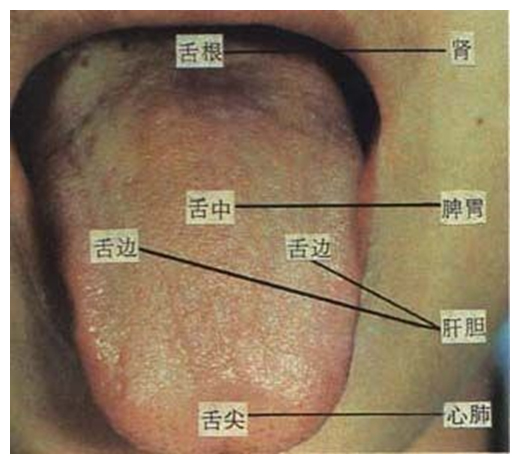 中医舌诊完全图解